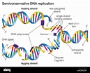 Dans semiconservative la réplication de l'ADN d'une molécule d'ADN se ...