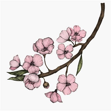 Illustration Of Cherry Blossom Flower Download Free Vectors Clipart