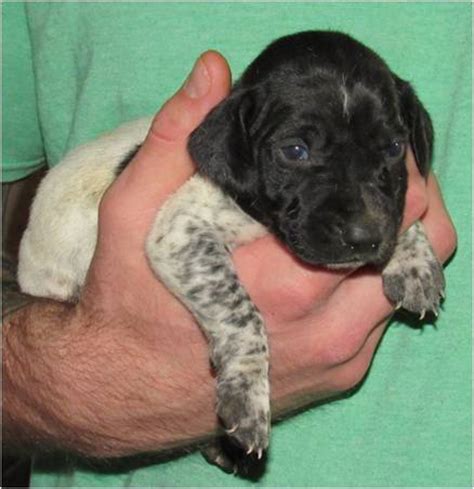 The search tool above returns a list of breeders located nearest to the zip or postal. German Shorthaired Pointer Puppies, 03/13/2017 Litter ...