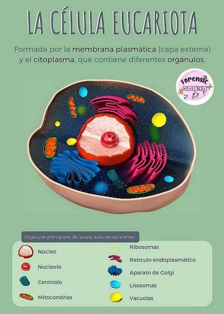 Organulos Principals De La CÉlula Eucariota Células Célula Animal
