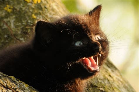 Cats Kitten Black Snout Animals Baby Snarl Fangs Wallpapers Hd