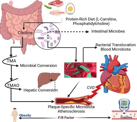 Frontiers The Gut Microbiota Microbiome In Cardiovascular Disease
