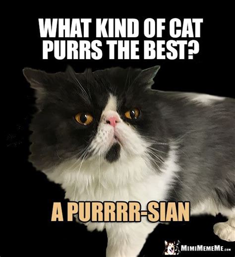 Persian Cat Asks What Kind Of Cat Purrs The Best A Purrrr Sian Cat