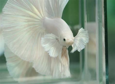 I cant find much spicific info on them either. Elephant Ear Betta Care and Breeding Guide | The Aquarium ...