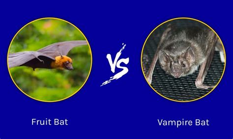 Fruit Bat Vs Vampire Bat