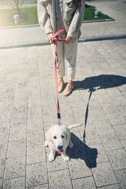 Premium Photo Cropped Photo Of A Caucasian Female Owner Holding Her