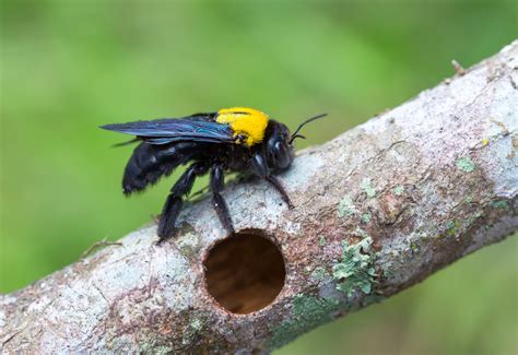 Bumblebees (genus bombus) nest in the ground, usually in abandoned rodent nests, and live in social communities. Wood bees - Phoenix Pest Control And Exterminators