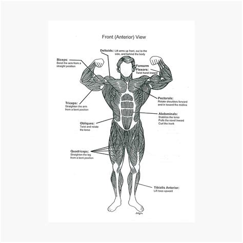1500 x 963 jpeg 446 кб. Torso Anatomy Chart / Torso Whereapy : Enjoy a selection ...