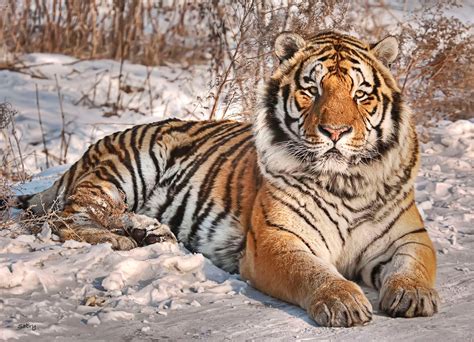 Siberian Tiger National Geographic Siberian Tiger In The Extreme Cold