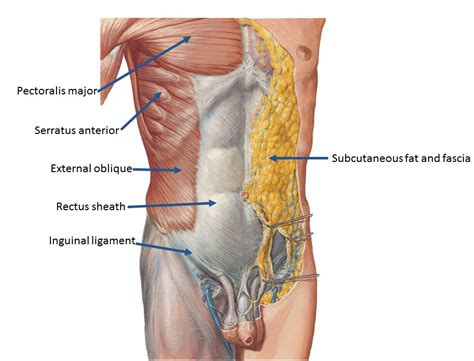 Learn about abdominal organs anatomy with free interactive flashcards. Duke Anatomy - Lab 5: Anterior Abdominal Body Wall ...
