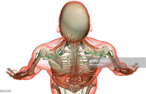 The Lymph Supply Of The Head And Shoulder High Res Vector Graphic