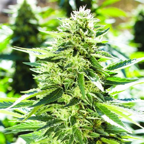 Royal Purple Kush Cbd Emerald Triangle Seeds