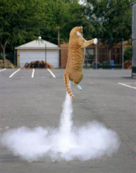 Cat Lift Off Funny Cat Photos Funny Cats Funny Cat Pictures