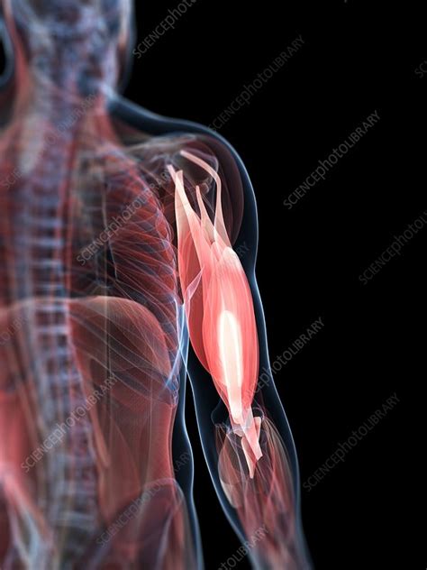 The (upper) arm muscles are a group of five muscles located in the region between the shoulder and elbow joints. Upper arm muscles, artwork - Stock Image - F005/5422 ...