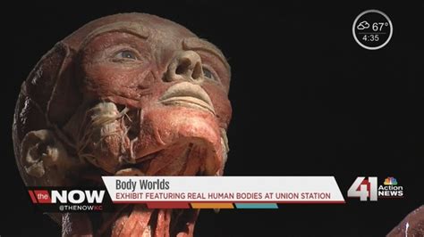 New Exhibit Brings Real Bodies To Kansas Citys Union Station Kshb