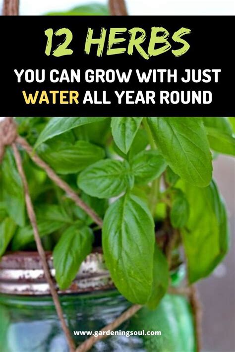 12 Herbs You Can Grow With Just Water All Year Round Plants Grown In