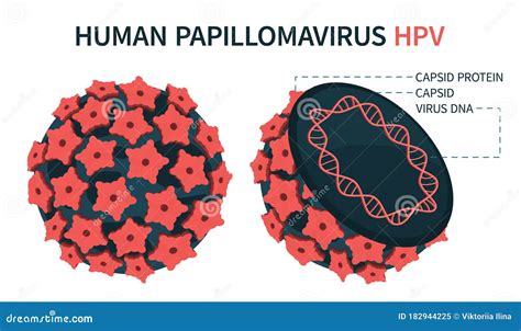 Estrutura Esquemática Ampliada Do Vírus Do Papiloma Ilustração Do Vetor