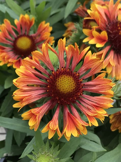 Spintop Copper Sun Gaillardia Pahls Market Apple Valley Mn