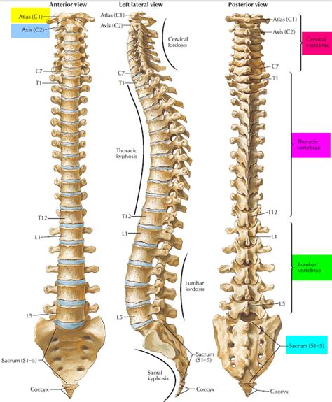 Human Vertebral Column Spinal Structure Chart Realistic Medical