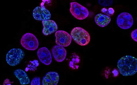 Stem Cells In Regenerative Medicine Lavender Lab Coats
