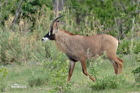 How much does it cost to hunt a roan in south africa? Roan Antelope Photos, Roan Antelope Images, Nature ...