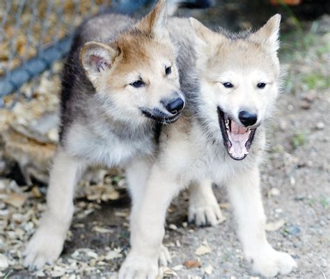 Wolf Puppies Are Then Comes The Call Of The The New York Times Lupon