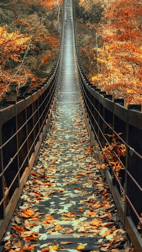 Brown Wooden Bridge Between Autumn Leaf Maple Trees 4k Hd Nature