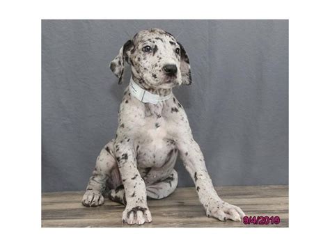 Great Dane Dog Male Blue Merle 2451244 Petland Carriage Place