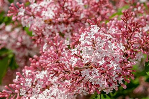 A Guide To Lilacs And Dwarf Lilacs Angelic Bamboo Secrets