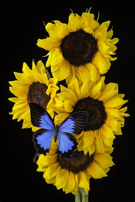 Four Sunflowers And Blue Butterfly Photograph By Garry Gay Pixels