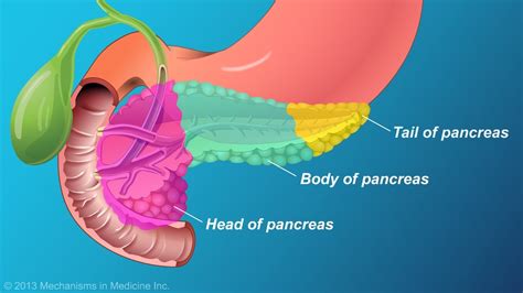 The Role And Anatomy Of The Pancreas Youtube
