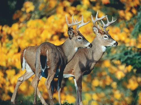 🔥 48 Wallpaper Of Deer Bucks Wallpapersafari
