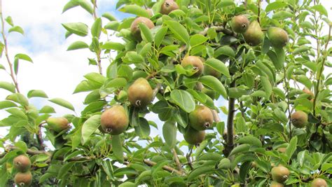 Oregon Pear Growers Take Steps To Keep Fruit Cool