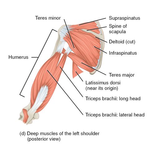 Muscles Of The Rotator Cuff Human Anatomy And Physiology Lab Bsb