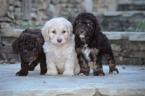 My second generation cockapoos are from cockapoo females bred to miniature poodle. Best Cockapoos