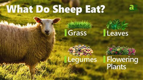Sheep Animal Facts Ovis Aries Az Animals