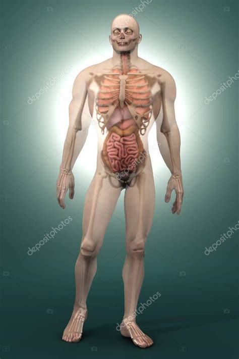 Visualizaci N De La Anatom A Humana Rganos Internos