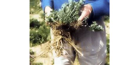 Demo hustler super 104″ commercial zero turn lawn mower! Haygrazer Alfalfa Seed - Nixa Hardware & Seed Company