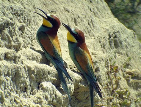 Trockene, wärmebegünstigte landschaften wie heiden und trockene moore. Neusiedler See - Tag 1: Bienenfresser, Sumpfläufer und ...