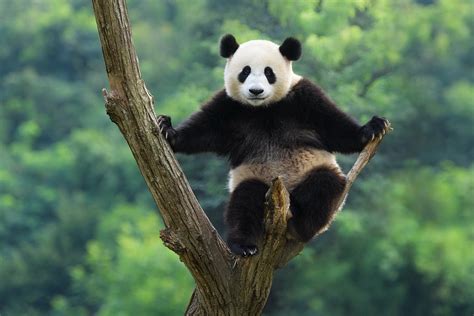 Animal Panda Hd Wallpaper