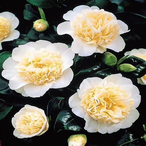 Camellias Are A Great Border Plant Hardy Fragrant And Evergreen The