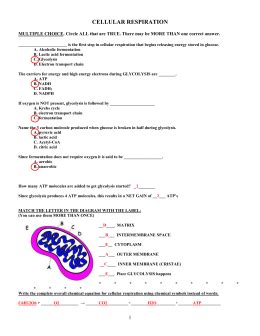 Pogil cellular respiration answer keyall education. studylib.net - Essys, homework help, flashcards, research papers, book report and other
