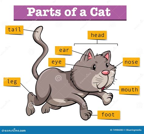 Diagram Showing Parts Of Cat Stock Vector Illustration Of Object