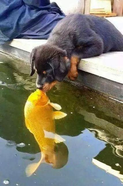 Goldfish And Dog