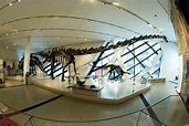 Barosaurus. | Royal ontario museum, Museum, Gallery