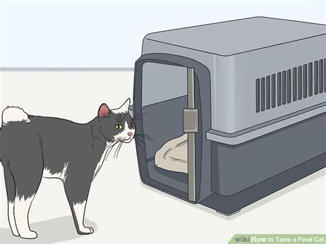 How To Tame A Feral Cat 14 Steps With Pictures In 2020 Feral Cats