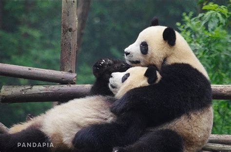 140907 Panda Hug Baby Panda Bears Panda Love Cute Panda Cute