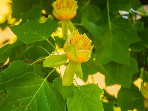 Things You Should Know About Tulip Poplar Trees