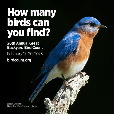 Feb 18 Great Backyard Bird Count At Greenwich Audubon Center