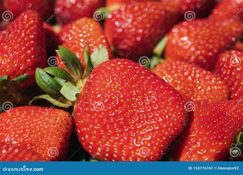 Freshly Picked Farm Fresh Strawberries Close Up In Natural Background